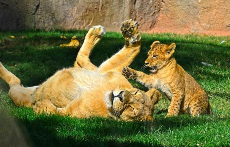 Bioparc Metro Valencia Apartman Kültér fotó